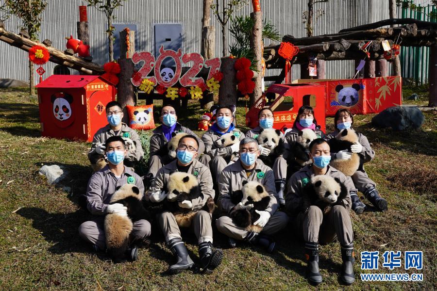 中国大熊猫保护研究中心“2020级”熊猫宝宝集体亮相贺新春