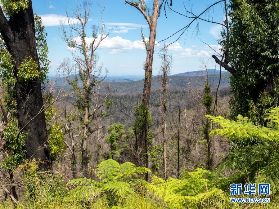 研究：澳大利亚上一季林火影响百余种植物存活