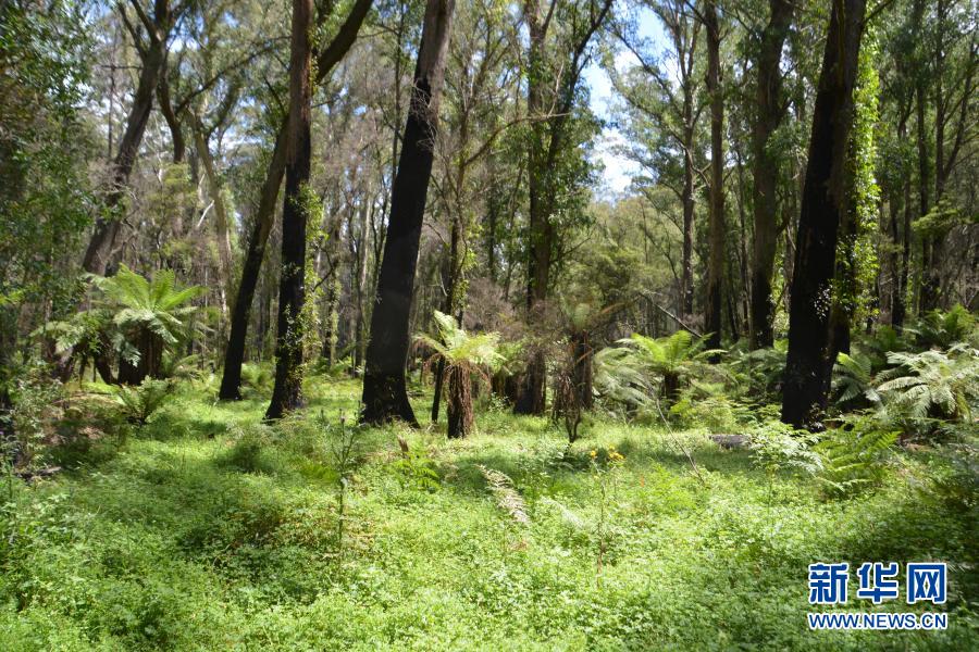 研究：澳大利亚上一季林火影响百余种植物存活