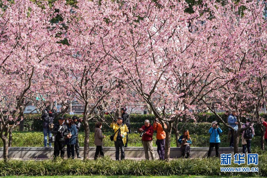 上海静安雕塑公园樱花绽放