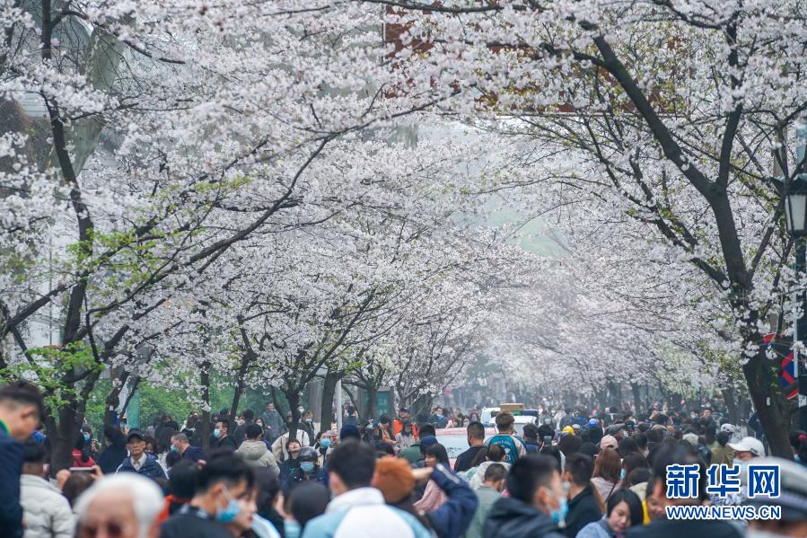 南京：春日赏樱