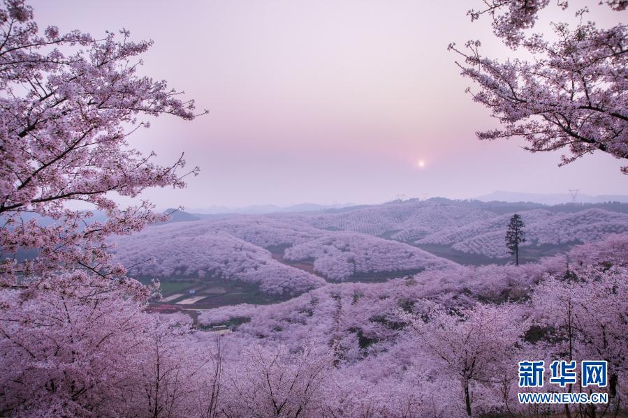 贵州安顺：樱花美景促振兴