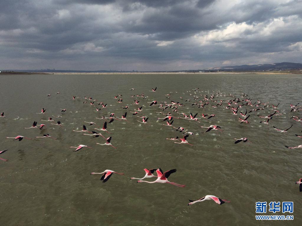 土耳其：火烈鸟飞过莫甘湖