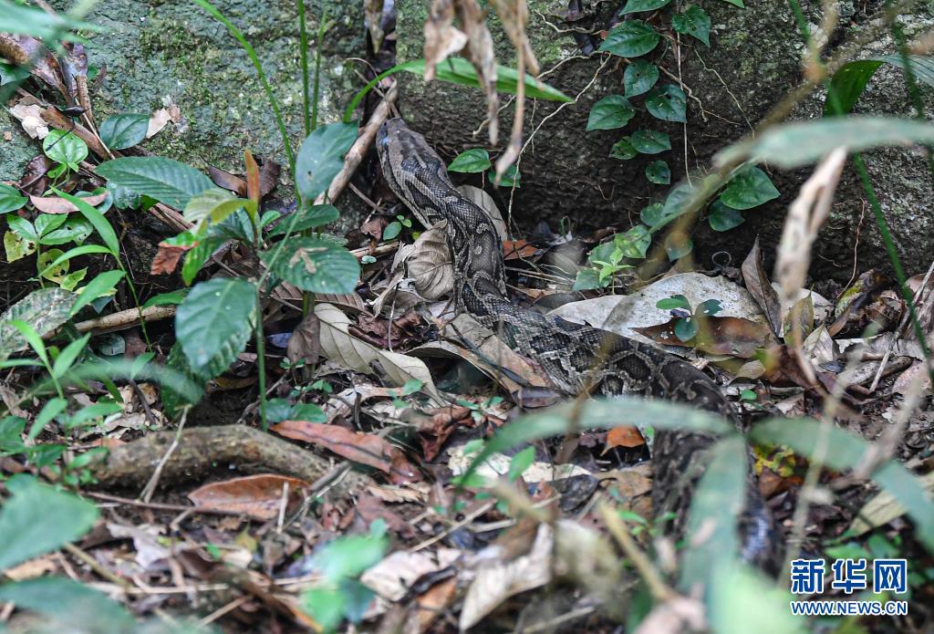 海南：放归国家重点保护野生动物