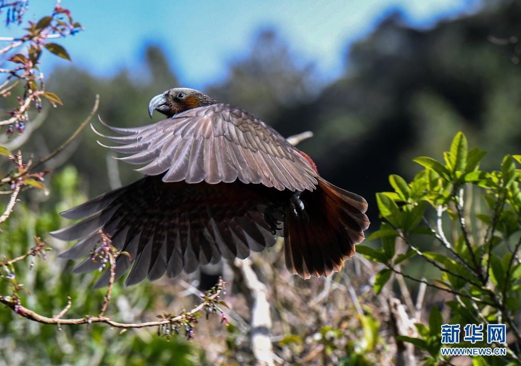 新西兰齐兰迪亚自然保护区：从废弃水库变身鸟儿天堂