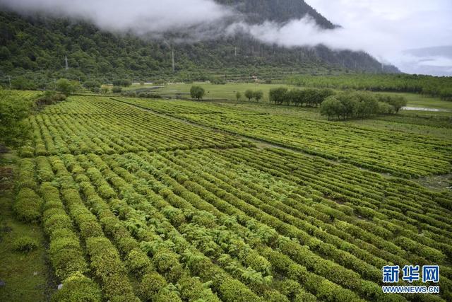 一抹茗香沁民心——跨越千年的茶叶天路之旅