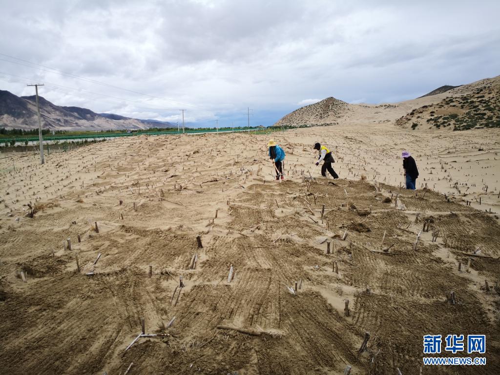 西藏“母亲河”沿岸造起“绿色长廊”