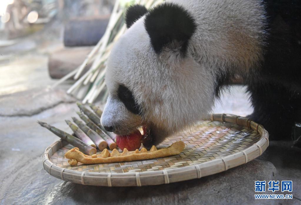 大熊猫端午享美食