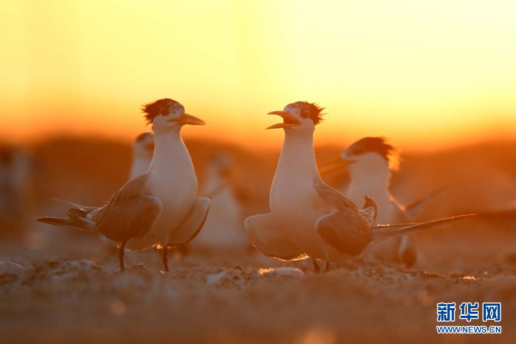 科威特库拜尔岛观鸟