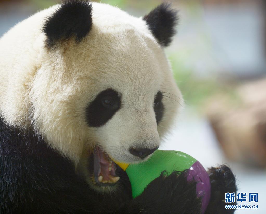 大熊猫“奇果”“园满”迎来5周岁生日会