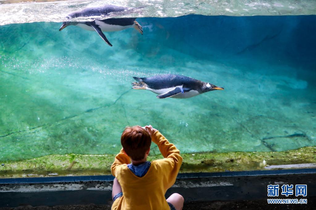 比利时：天堂动物园里的巴布亚企鹅