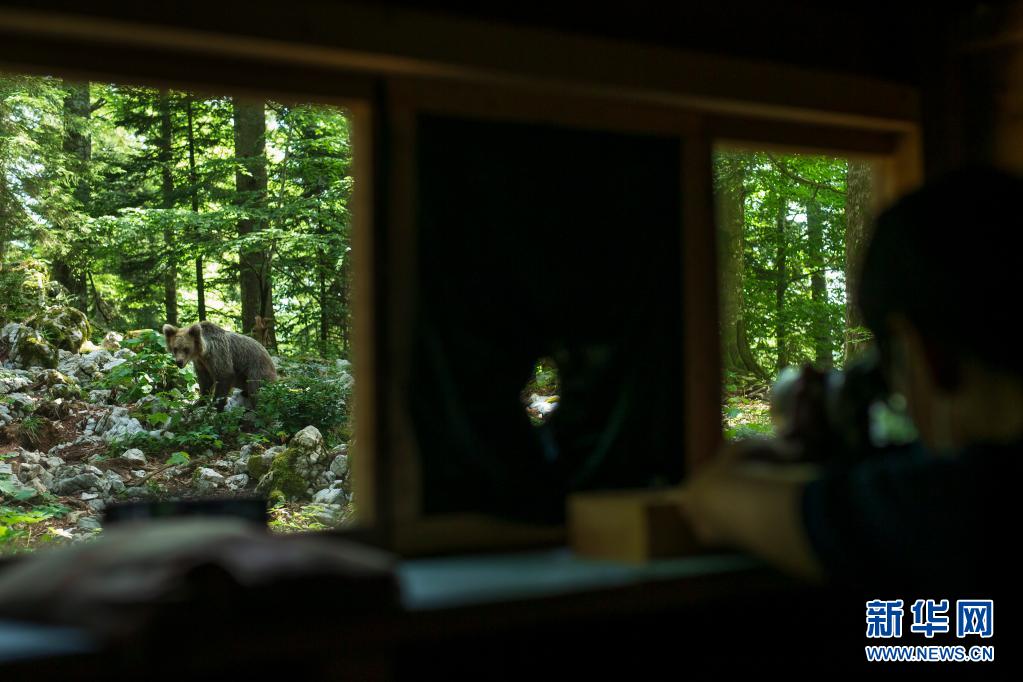 通讯：在斯洛文尼亚观熊小屋体验人与野生动物和谐共处