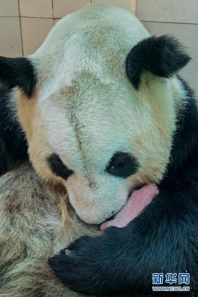中国大熊猫保护研究中心喜迎两胎四仔熊猫宝宝