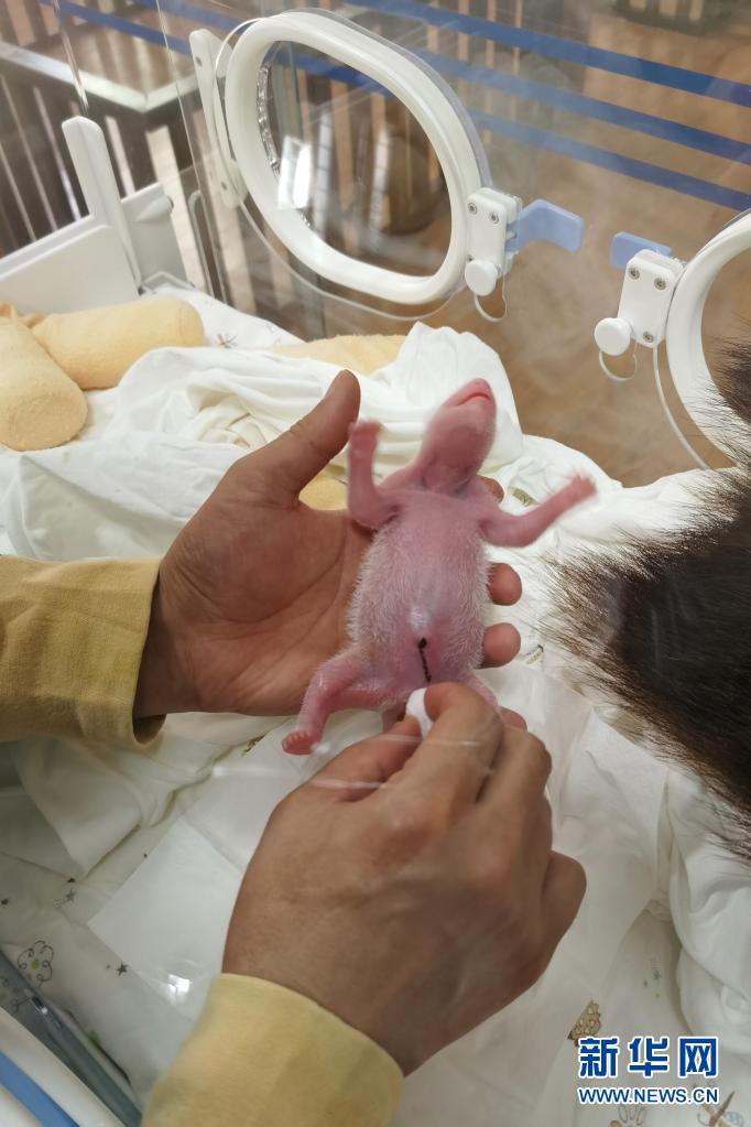 中国大熊猫保护研究中心喜迎两胎四仔熊猫宝宝