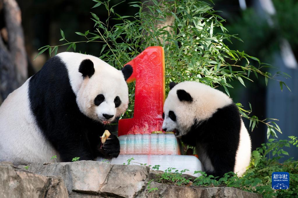 旅美大熊猫“小奇迹”迎来首个生日