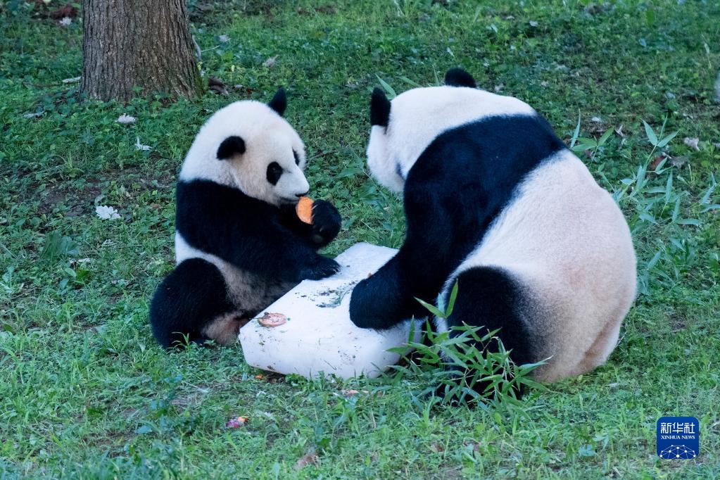 旅美大熊猫“小奇迹”迎来首个生日