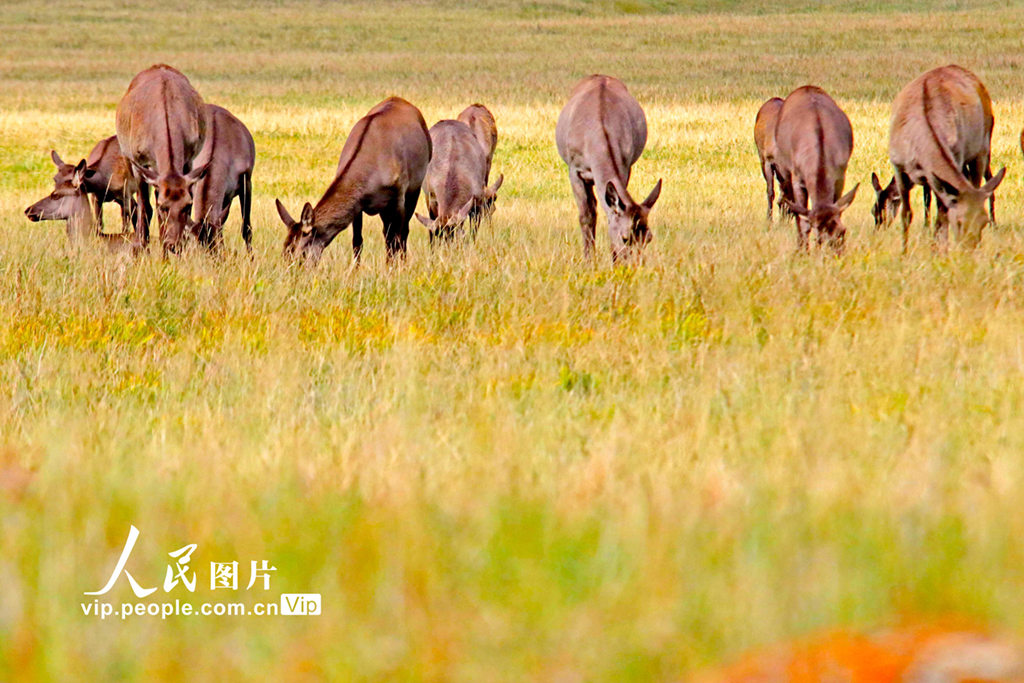 新疆哈密：草原丰美 马鹿成群