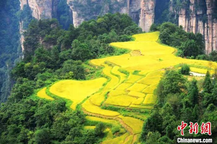 橙黄的稻田与周围翠绿的山峰构成一幅绚丽无比的金秋画卷。 邓道理 摄