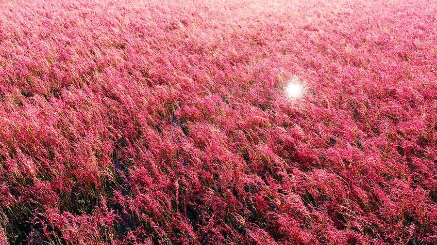山东东营：黄河口湿地“红地毯”再现浪漫秋日风情