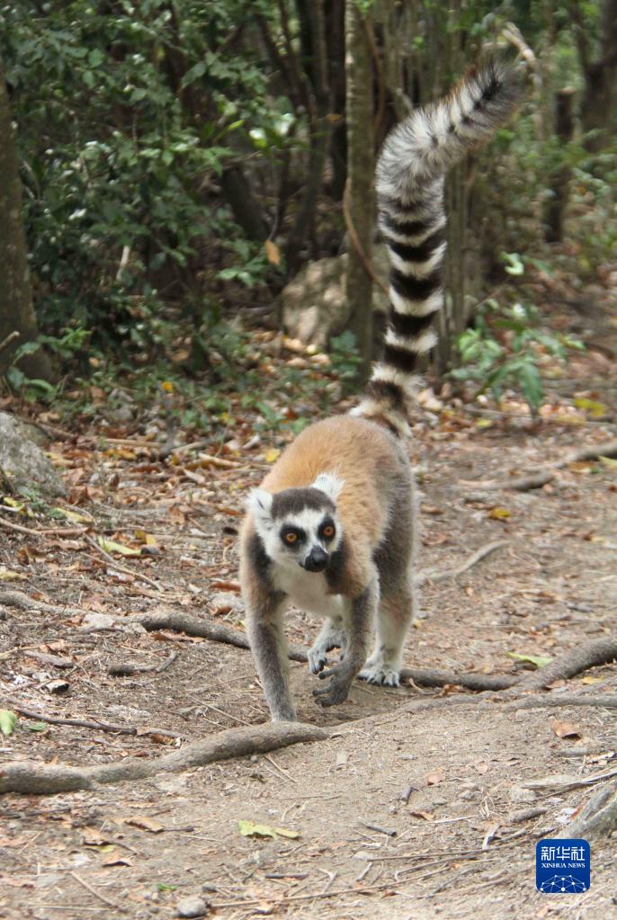 马达加斯加安达西贝国家森林保护区的狐猴