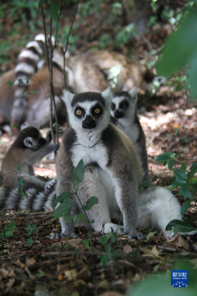 马达加斯加安达西贝国家森林保护区的狐猴