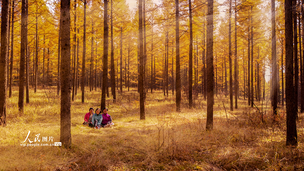 塞罕坝国家森林公园层林尽染风光如画