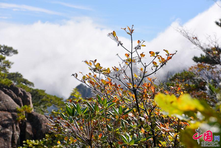 强降温让黄山一日跨两季 色彩斑斓秋色披银装