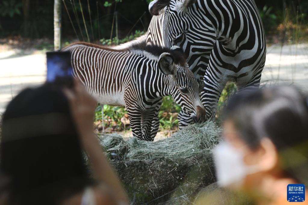 新加坡动物园的新生细纹斑马