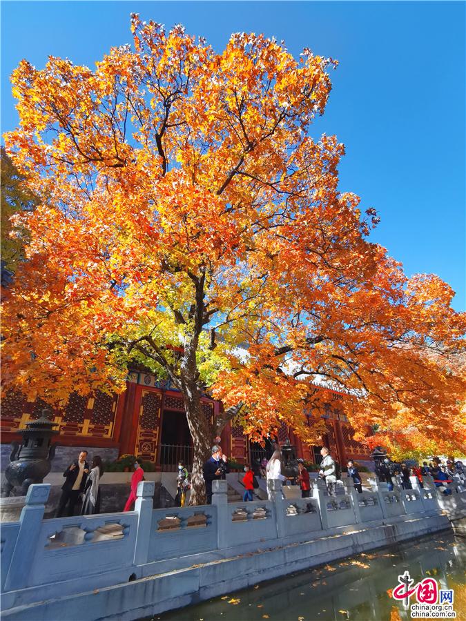 香山红叶 北京最浓最浓的秋季情感故事