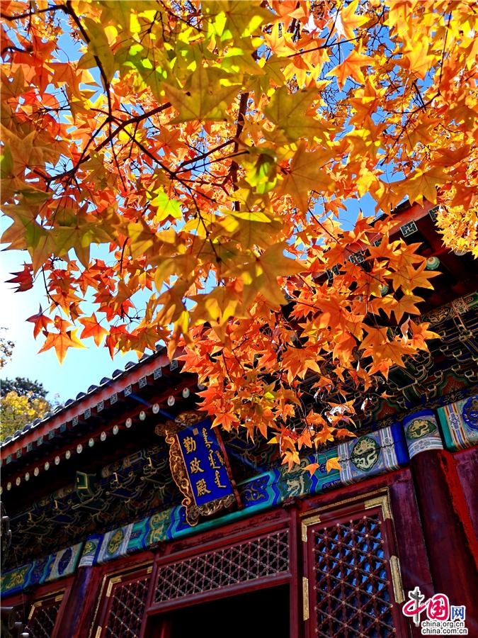 香山红叶 北京最浓最浓的秋季情感故事