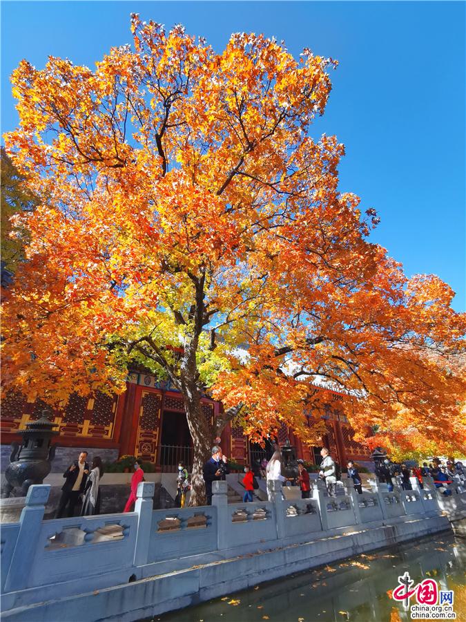 香山红叶 北京最浓最浓的秋季情感故事（图）