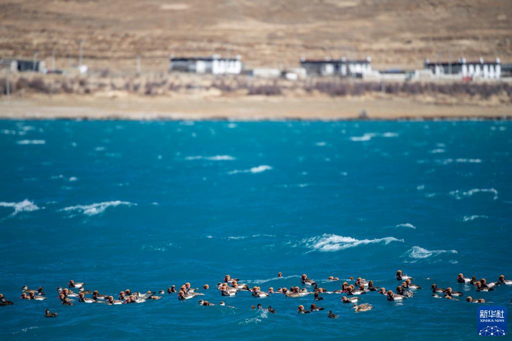 西藏：羊湖生态环境持续向好