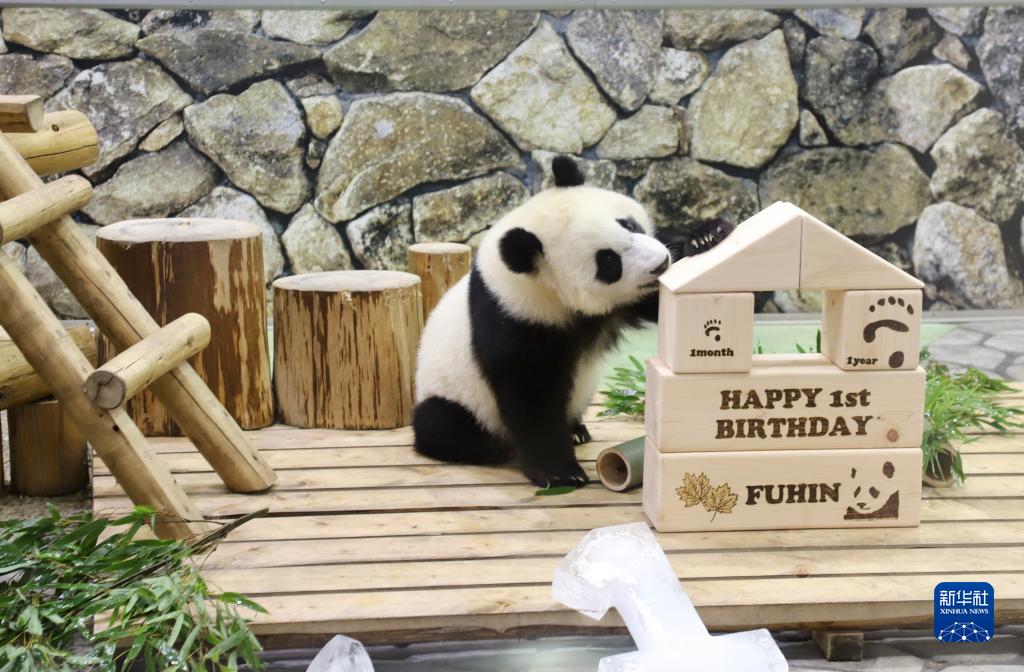 日本为大熊猫幼崽“枫浜”庆祝一岁生日