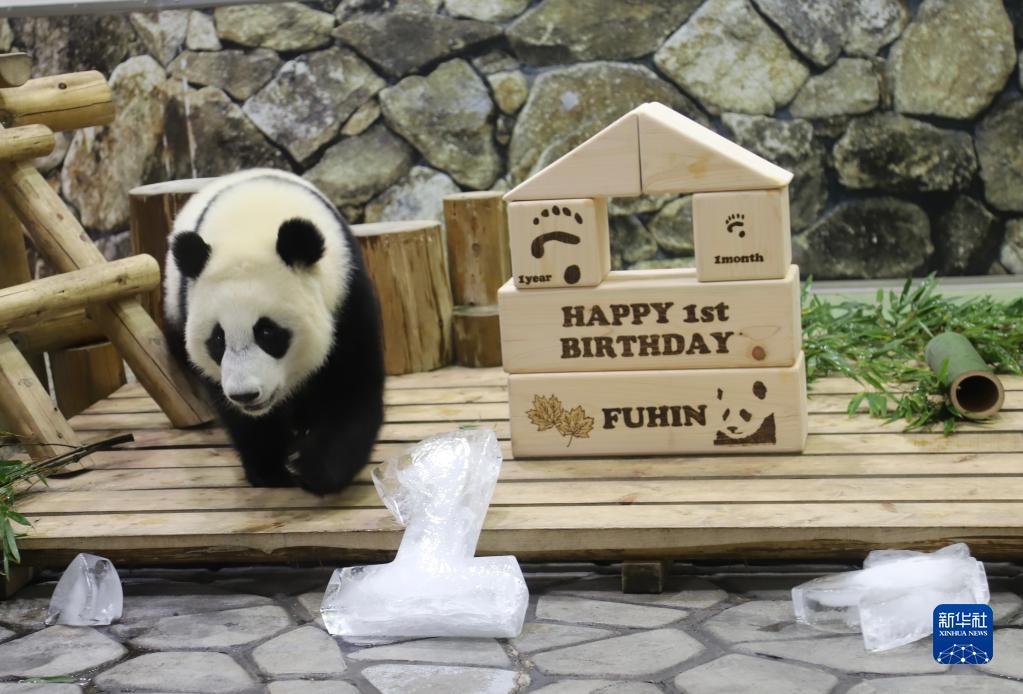 日本为大熊猫幼崽“枫浜”庆祝一岁生日