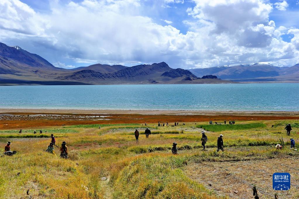 绿染高原！西藏草原综合植被盖度达到47.14%