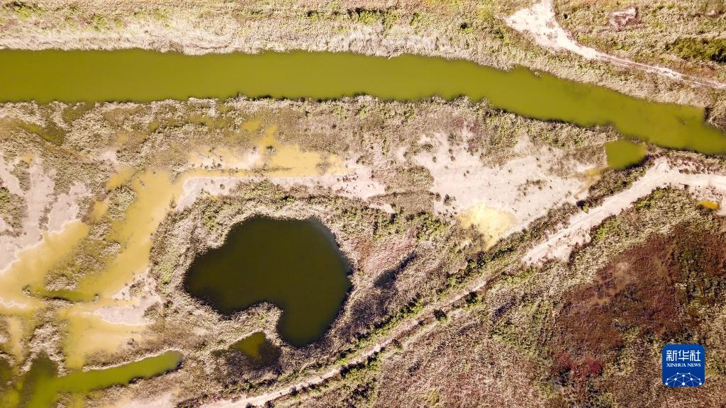 山东黄河三角洲4年修复湿地面积1.88万公顷