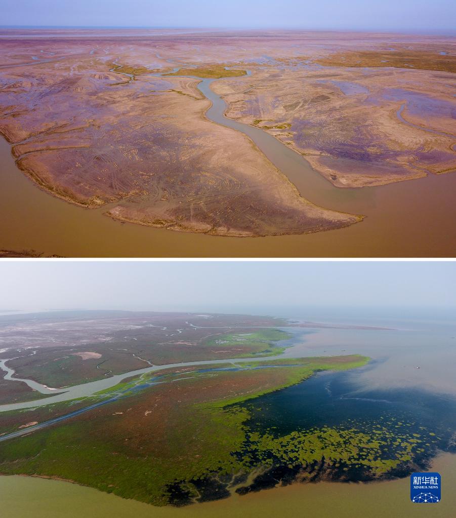 山东黄河三角洲4年修复湿地面积1.88万公顷
