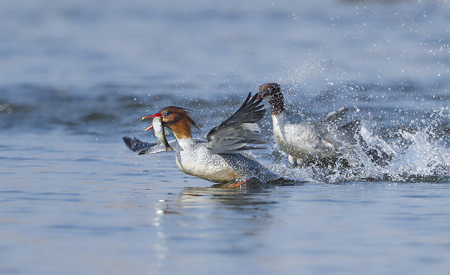 中华秋沙鸭在霍山东淠河水域栖息。王劲松摄