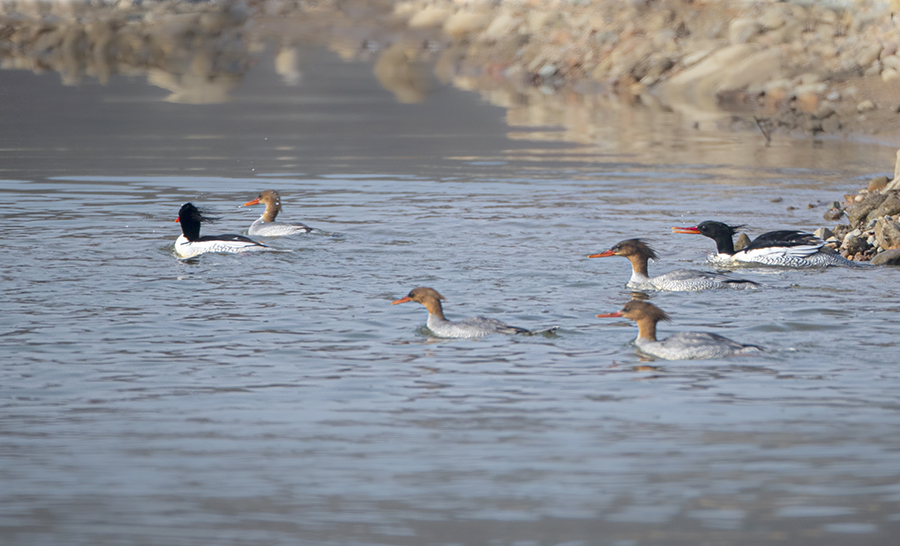 中华秋沙鸭在霍山东淠河水域栖息。杜世宏摄