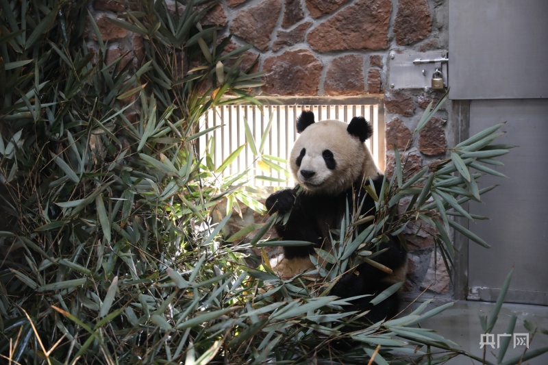 大、小熊猫陆续搬入“新家” 成都熊猫基地扩建区2022年年初预开园