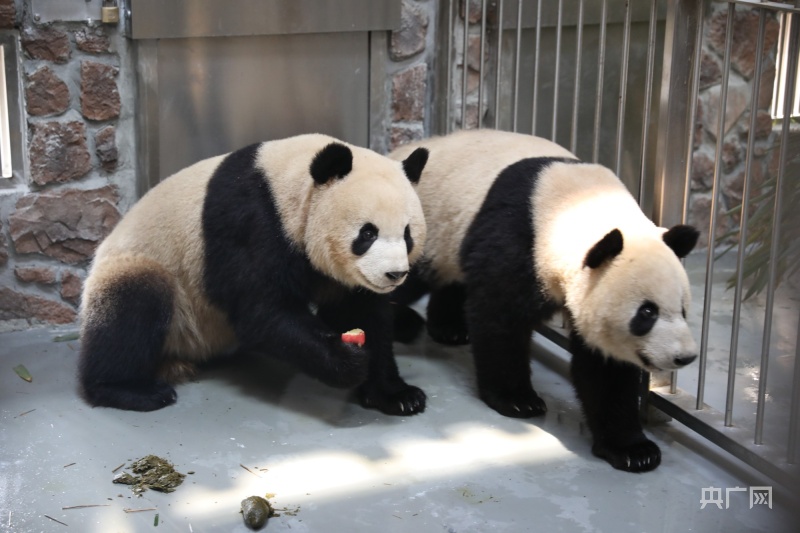 大、小熊猫陆续搬入“新家” 成都熊猫基地扩建区2022年年初预开园