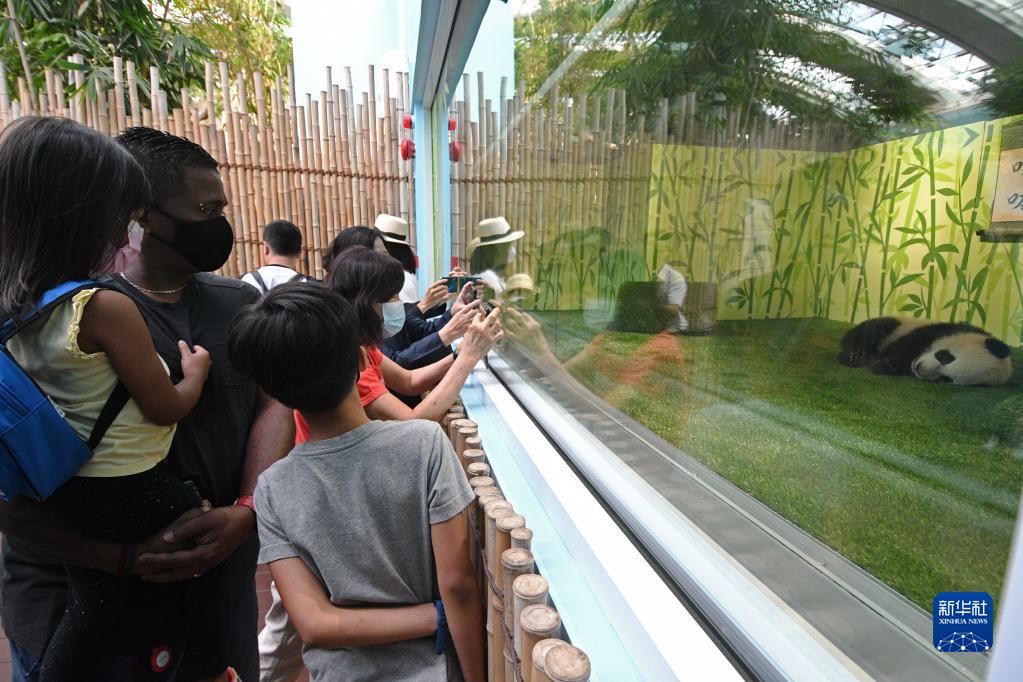 新加坡：大熊猫宝宝叻叻首次与公众见面