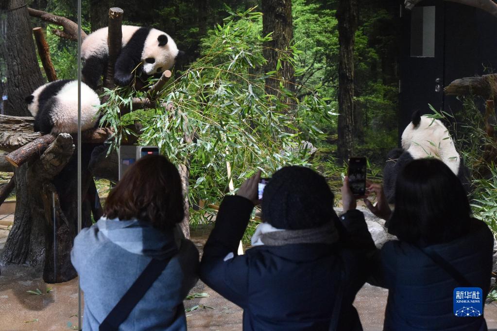 日本东京：大熊猫双胞胎首次公开亮相