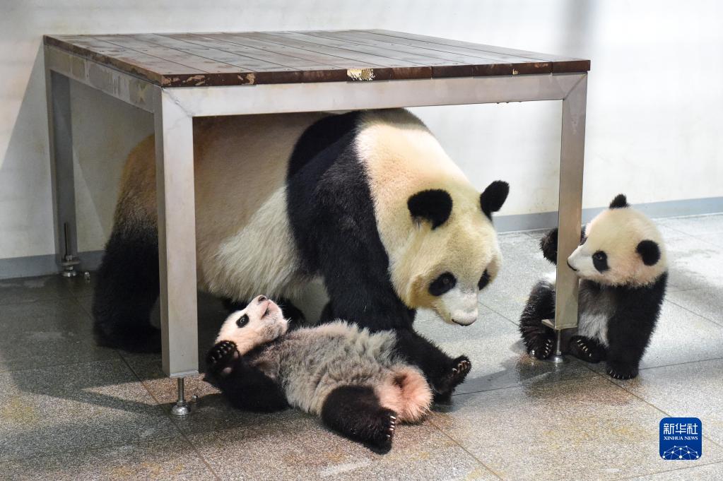 日本东京：大熊猫双胞胎首次公开亮相