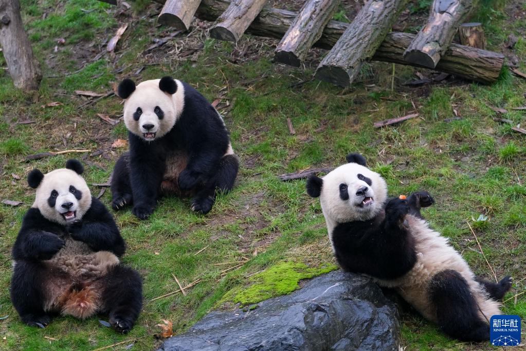 比利时：萌宝熊猫