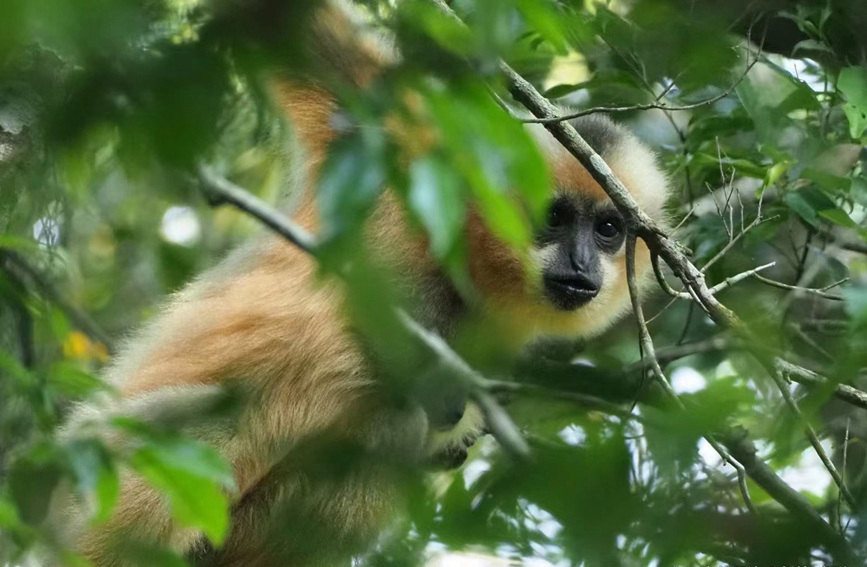 海南热带雨林国家公园里的长臂猿。卢刚摄