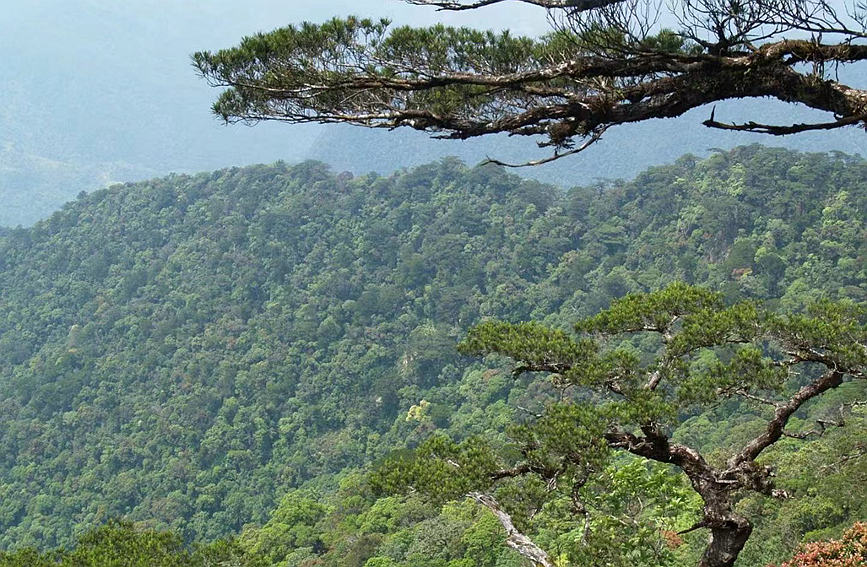 海南热带雨林国家公园。卢刚摄