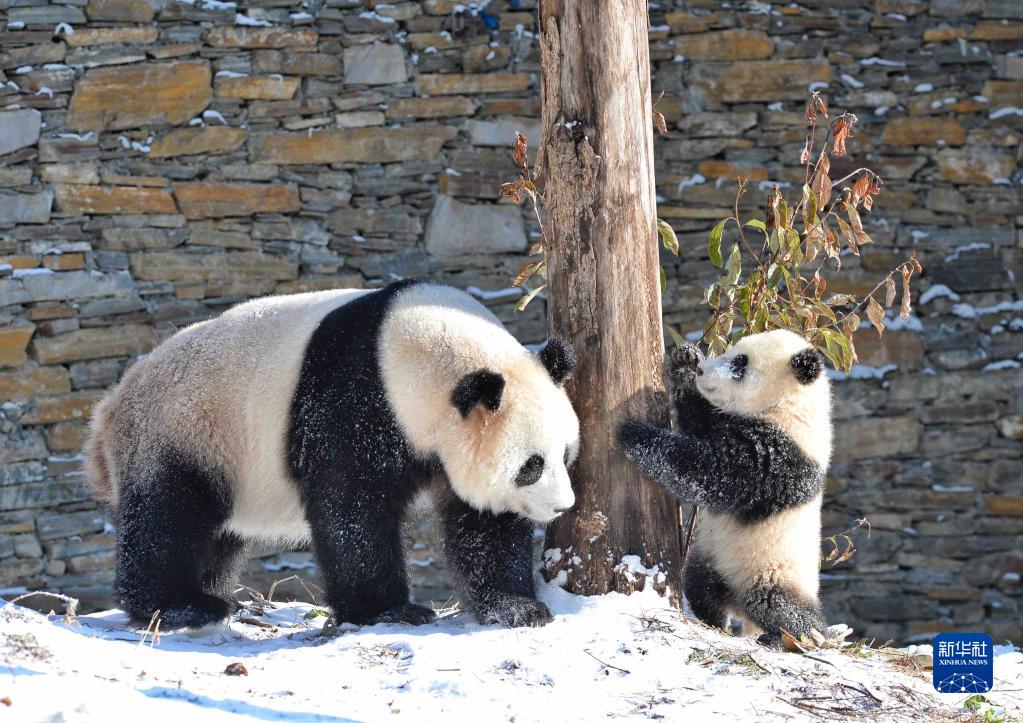 熊猫乐享冰雪