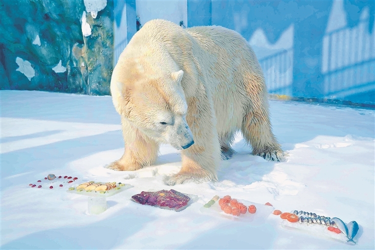 北极熊嗨吃“虎皮元宵”