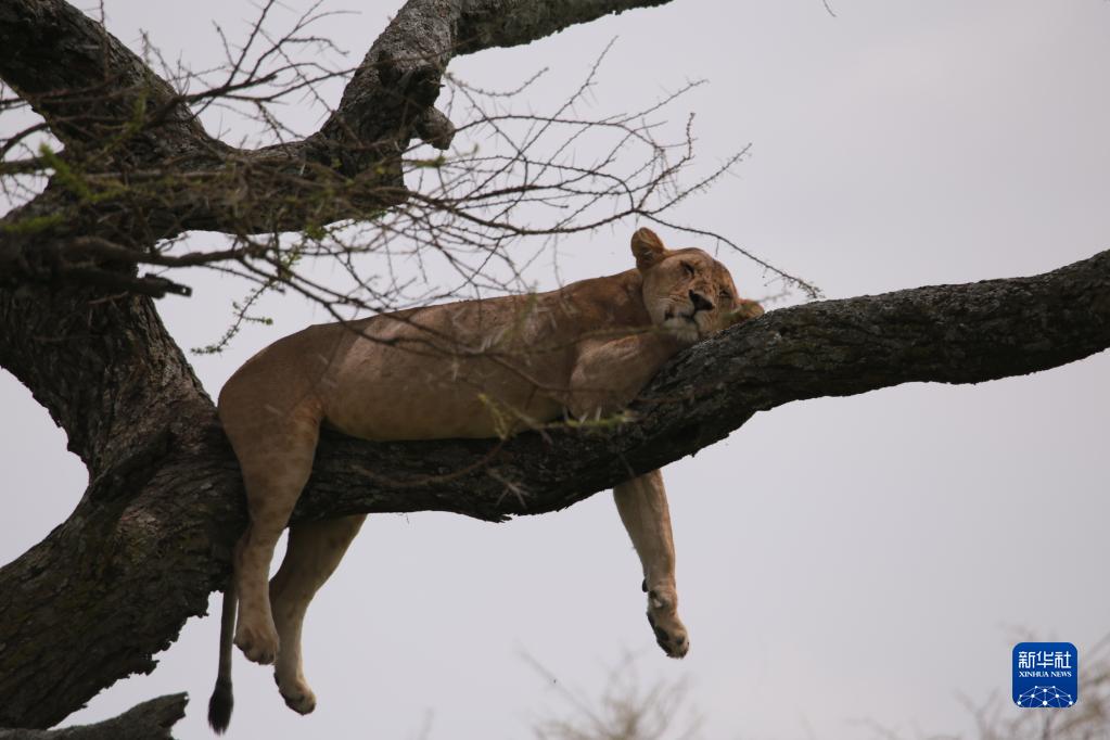坦桑尼亚塞伦盖蒂国家公园掠影